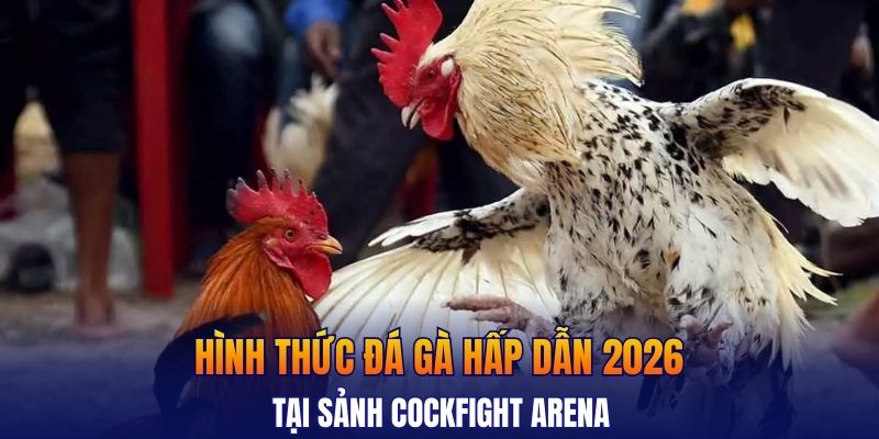 Hình thức đá gà hấp dẫn 2026 tại sảnh Cockfight Arena