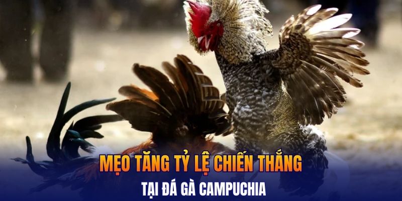 Mẹo tăng tỷ lệ chiến thắng tại đá gà Campuchia