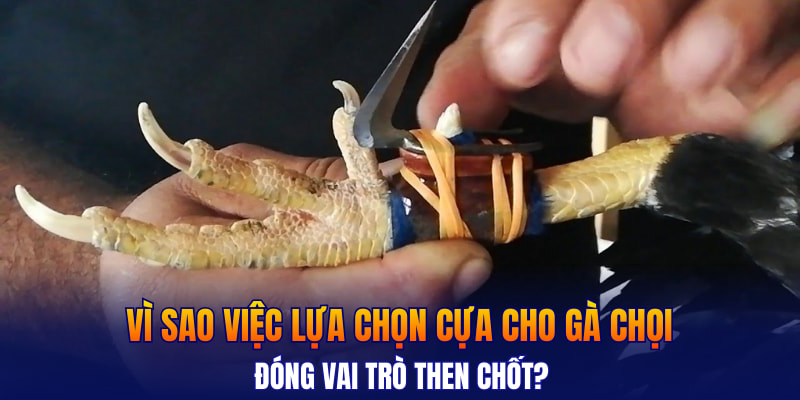 Vì sao việc lựa chọn cựa cho gà chọi đóng vai trò then chốt?